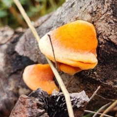 Piptoporus australiensis (Curry Punk) at Kambah, ACT - 6 Jun 2024 by HarleyB