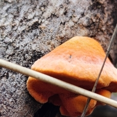 Piptoporus australiensis at Mount Taylor - 6 Jun 2024 01:47 PM