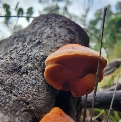 Piptoporus australiensis at Mount Taylor - 6 Jun 2024 01:47 PM