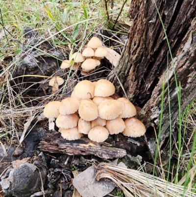 Unidentified Cap on a stem; gills below cap [mushrooms or mushroom-like] at Kambah, ACT - 6 Jun 2024 by HarleyB