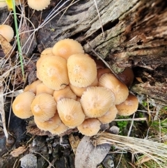 Mycena sp. at Mount Taylor - 6 Jun 2024