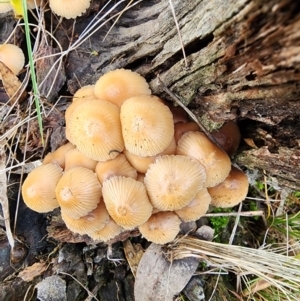 Mycena sp. at Mount Taylor - 6 Jun 2024