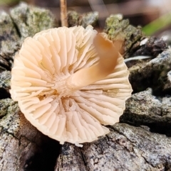 Mycena sp. at Mount Taylor - 6 Jun 2024