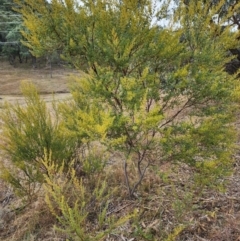 Unidentified Wattle at Mount Taylor - 6 Jun 2024 by HarleyB