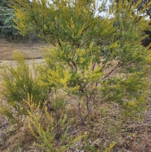 Acacia buxifolia subsp. buxifolia at Kambah, ACT by HarleyB