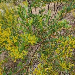 Acacia buxifolia subsp. buxifolia at Mount Taylor - 6 Jun 2024