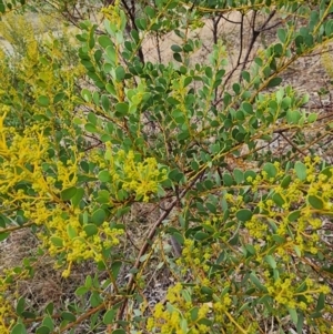 Acacia buxifolia subsp. buxifolia at Mount Taylor - 6 Jun 2024