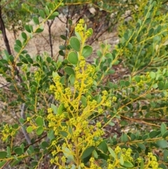 Acacia buxifolia subsp. buxifolia at Mount Taylor - 6 Jun 2024 02:27 PM