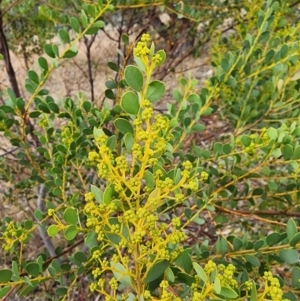 Acacia buxifolia subsp. buxifolia at Mount Taylor - 6 Jun 2024