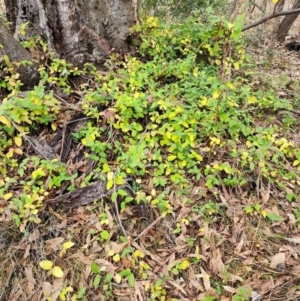 Lonicera japonica at Mount Taylor - 6 Jun 2024