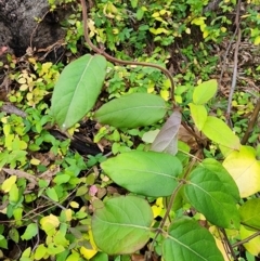 Lonicera japonica at Mount Taylor - 6 Jun 2024