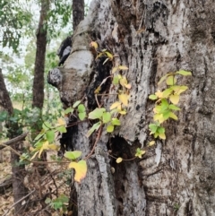 Lonicera japonica at Mount Taylor - 6 Jun 2024