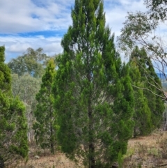 Callitris endlicheri (Black Cypress Pine) at Mount Taylor - 6 Jun 2024 by HarleyB