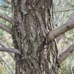 Callitris endlicheri at Mount Taylor - 6 Jun 2024