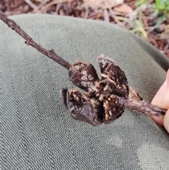 Callitris endlicheri at Mount Taylor - 6 Jun 2024