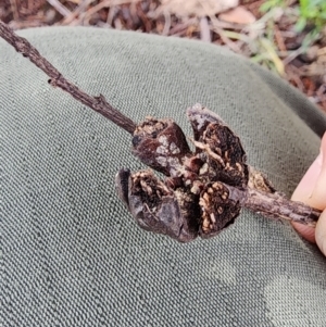 Callitris endlicheri at Mount Taylor - 6 Jun 2024