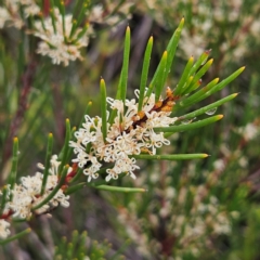 Hakea sp. at Ku-Ring-Gai Chase, NSW - 5 Jun 2024 by MatthewFrawley