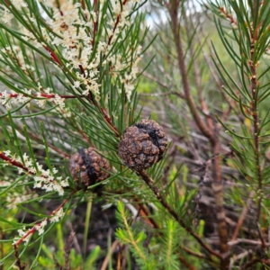 Hakea propinqua at Ku-ring-gai Chase National Park - 6 Jun 2024 09:26 AM