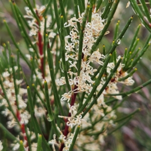 Hakea propinqua at Ku-ring-gai Chase National Park - 6 Jun 2024 09:26 AM