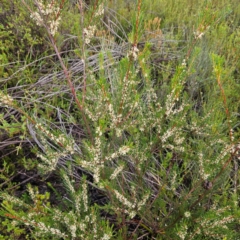 Hakea propinqua at Ku-ring-gai Chase National Park - 6 Jun 2024 09:26 AM