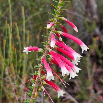 Epacris longiflora (Fuchsia Heath) at Ku-Ring-Gai Chase, NSW - 5 Jun 2024 by MatthewFrawley