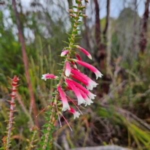 Epacris longiflora at Ku-ring-gai Chase National Park - 6 Jun 2024