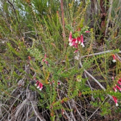 Epacris longiflora at Ku-ring-gai Chase National Park - 6 Jun 2024