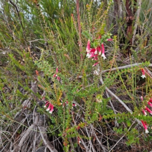 Epacris longiflora at Ku-ring-gai Chase National Park - 6 Jun 2024