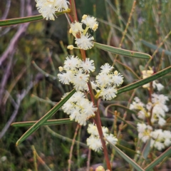 Acacia suaveolens (Sweet Wattle) at Ku-ring-gai Chase National Park - 5 Jun 2024 by MatthewFrawley