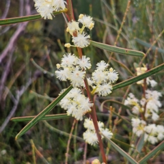 Acacia suaveolens (Sweet Wattle) at Ku-ring-gai Chase National Park - 6 Jun 2024 by MatthewFrawley