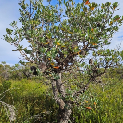 Banksia serrata (Saw Banksia) at Ku-ring-gai Chase National Park - 6 Jun 2024 by MatthewFrawley