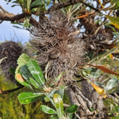 Banksia serrata at Ku-ring-gai Chase National Park - 6 Jun 2024 09:52 AM