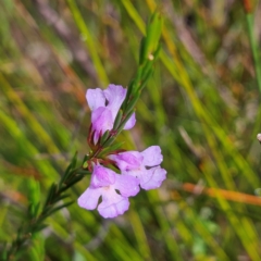 Hemigenia purpurea (Long-leaved Hemigenia) at Ku-ring-gai Chase National Park - 5 Jun 2024 by MatthewFrawley