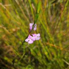 Hemigenia purpurea at Ku-ring-gai Chase National Park - 6 Jun 2024