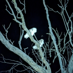 Tyto alba (Barn Owl) at Lions Youth Haven - Westwood Farm A.C.T. - 6 Jun 2024 by HelenCross