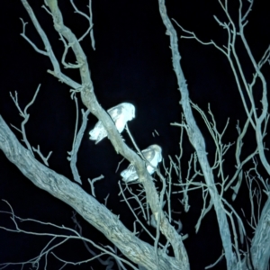 Tyto alba at Lions Youth Haven - Westwood Farm A.C.T. - 6 Jun 2024