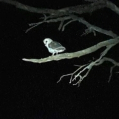 Tyto alba at Lions Youth Haven - Westwood Farm A.C.T. - suppressed