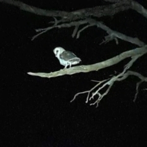 Tyto alba at Lions Youth Haven - Westwood Farm A.C.T. - 6 Jun 2024