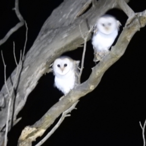 Tyto alba at Lions Youth Haven - Westwood Farm A.C.T. - suppressed