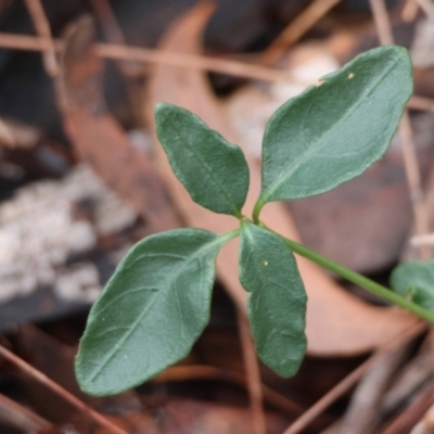 Brunoniella pumilio (Dwarf Blue Trumpet) at Moruya, NSW - 4 Jun 2024 by LisaH