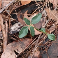 Brunoniella pumilio at Broulee Moruya Nature Observation Area - suppressed