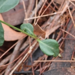 Brunoniella pumilio at Broulee Moruya Nature Observation Area - suppressed