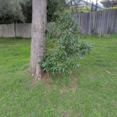 Ligustrum lucidum (Large-leaved Privet) at Palmerston, ACT - 4 Jun 2024 by Cogez