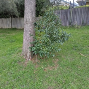 Ligustrum lucidum at Palmerston, ACT - 4 Jun 2024