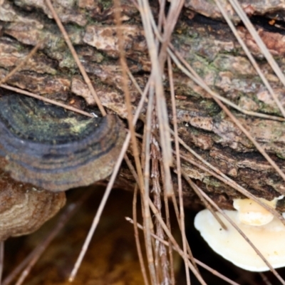 Unidentified Shelf-like to hoof-like & usually on wood at Broulee Moruya Nature Observation Area - 5 Jun 2024 by LisaH