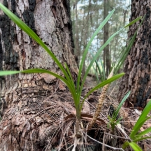 Cymbidium suave at Broulee Moruya Nature Observation Area - 5 Jun 2024