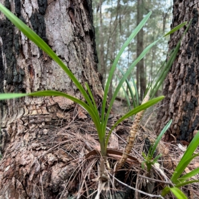 Cymbidium suave (Snake Orchid) at Broulee Moruya Nature Observation Area - 4 Jun 2024 by LisaH