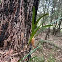 Cymbidium suave at Broulee Moruya Nature Observation Area - 5 Jun 2024