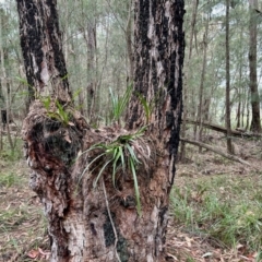 Cymbidium suave at Broulee Moruya Nature Observation Area - suppressed