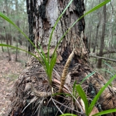 Cymbidium suave at Broulee Moruya Nature Observation Area - 5 Jun 2024